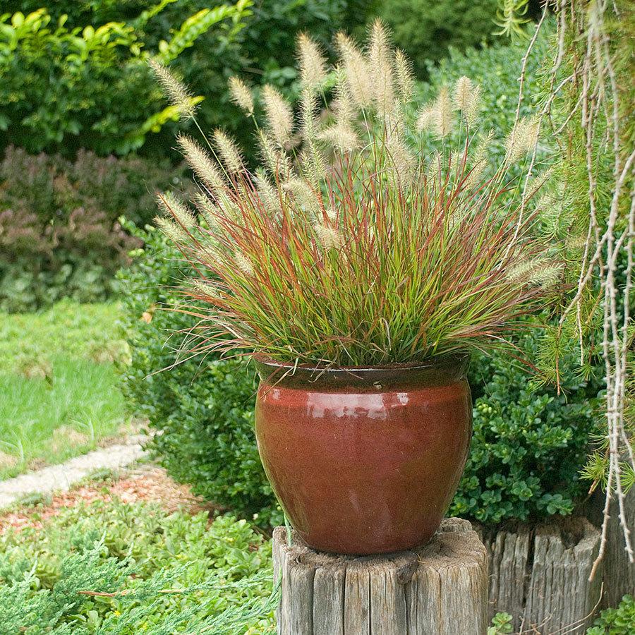 Dwarf Fountain Grass 'Burgundy Bunny' Grasses Plants & Flowers