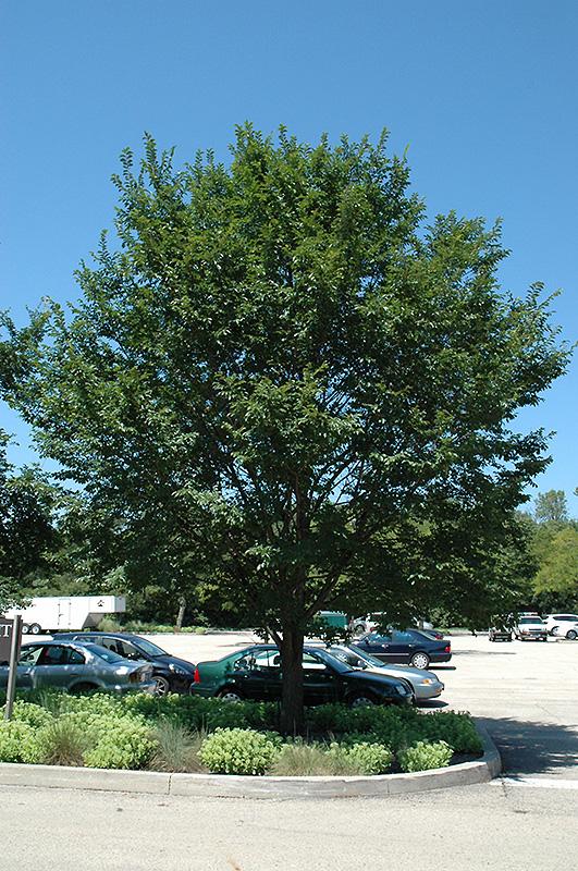 Elm 'Triumph' Shade Trees Trees Plants & Flowers Niemeyer'...