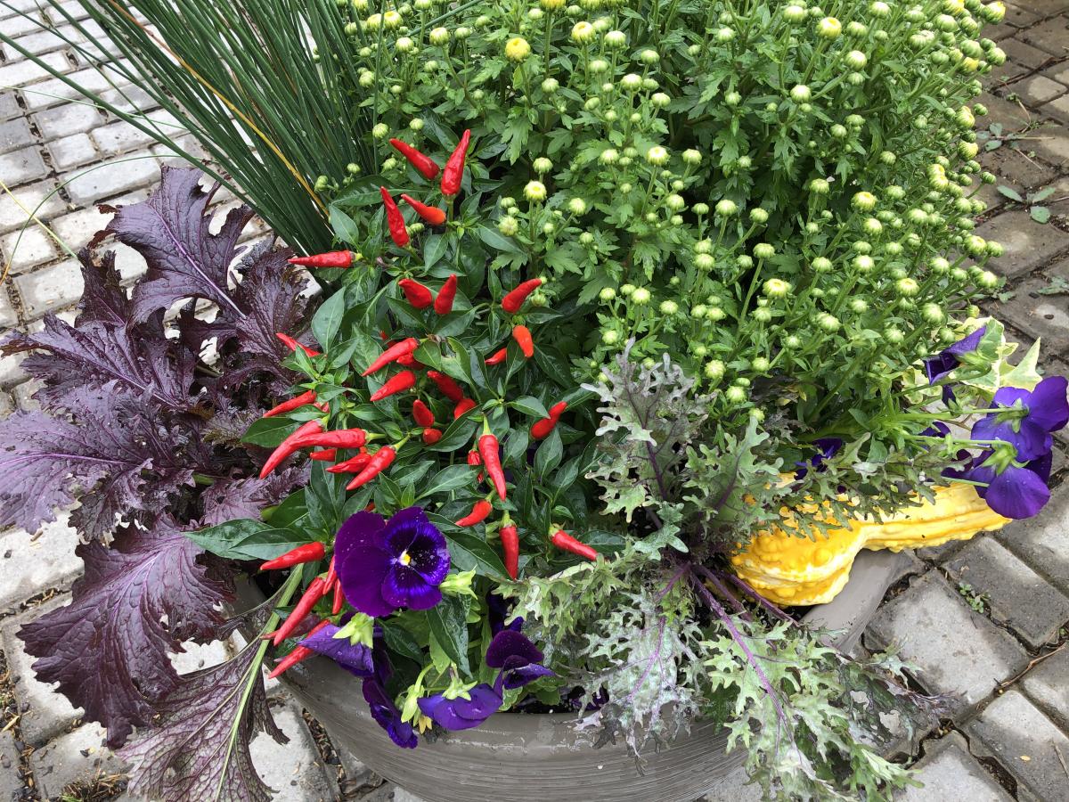 Fall Annuals Fall Decor Plants & Flowers Niemeyer's Landscap...