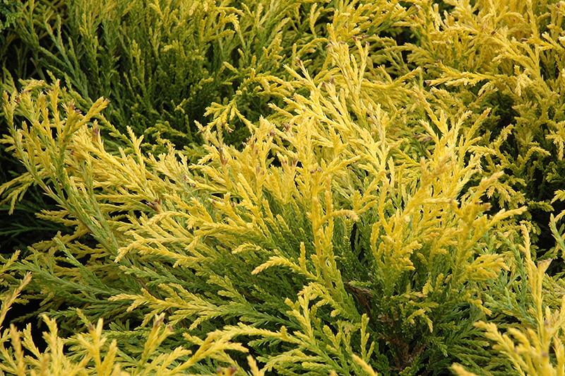 False Cypress 'Golden Mop' Evergreen Shrubs Shrubs Plants & F...