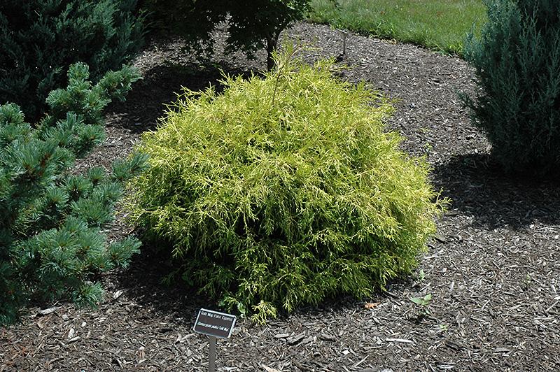 False Cypress 'Golden Mop' Evergreen Shrubs Shrubs Plants & F...