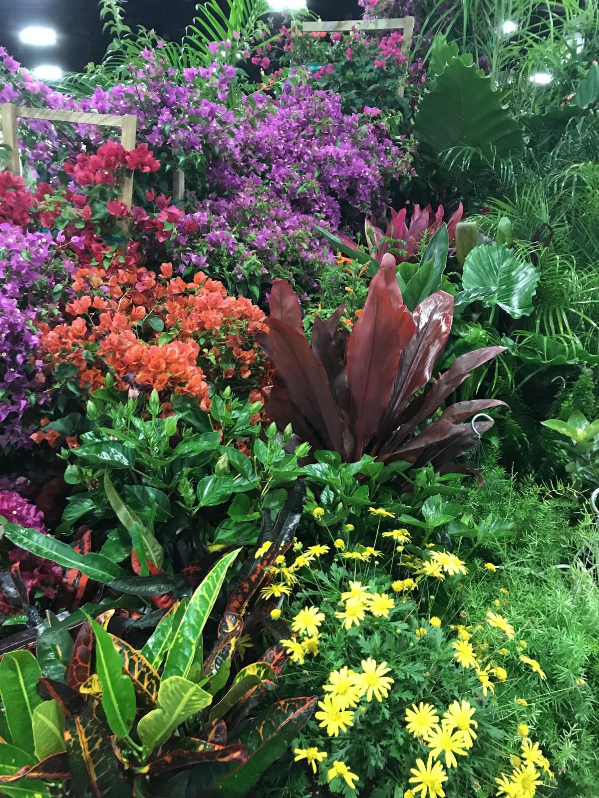 Flowers & Foliage Tropical Plants & Flowers Niemeyer's Lands...