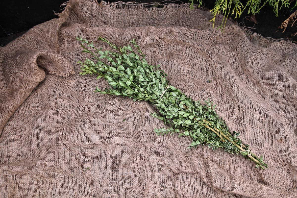 Fresh Cut Evergreens Fresh Greenery Christmas Plants & Flower...