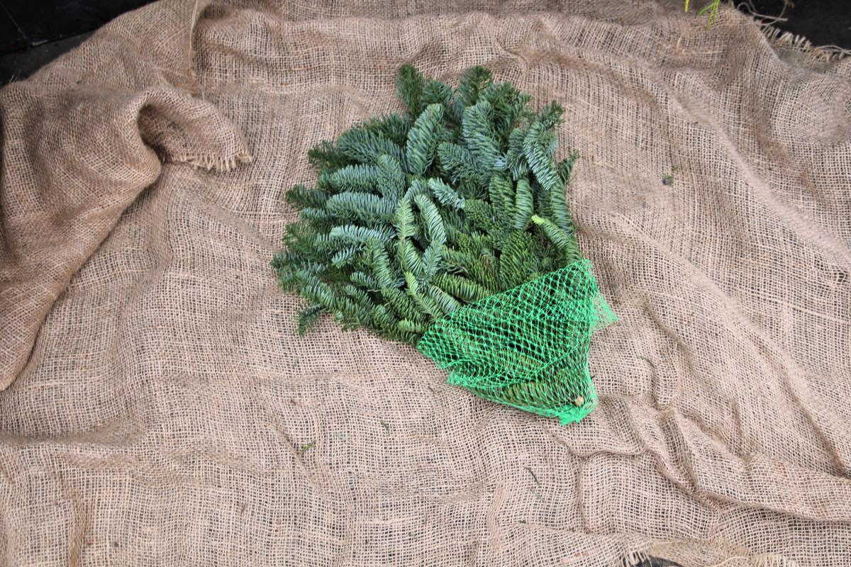 Fresh Cut Evergreens Fresh Greenery Christmas Plants & Flower...