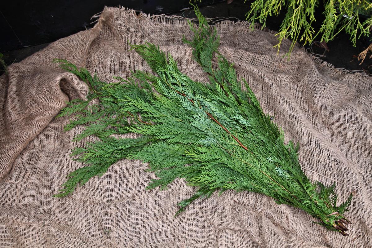Fresh Cut Evergreens | Fresh Greenery | Christmas | Plants & Flower...