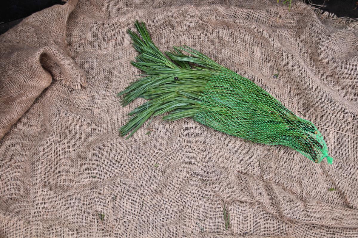 Fresh Cut Evergreens Fresh Greenery Christmas Plants & Flower...