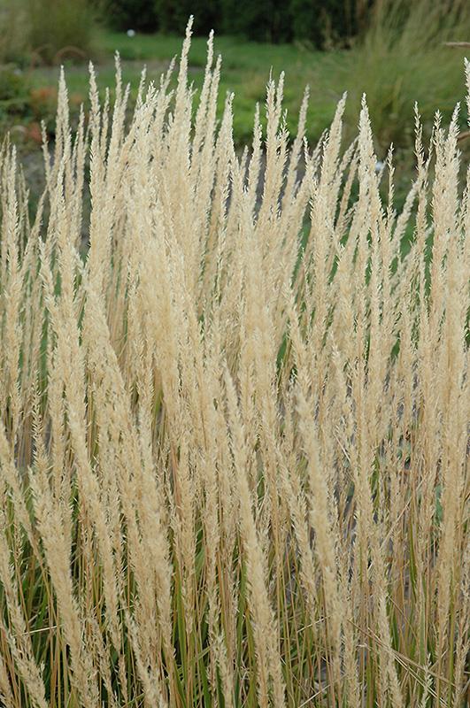 Feather Reed Grass 'Karl Foerster' Grasses Plants & Flowers N...