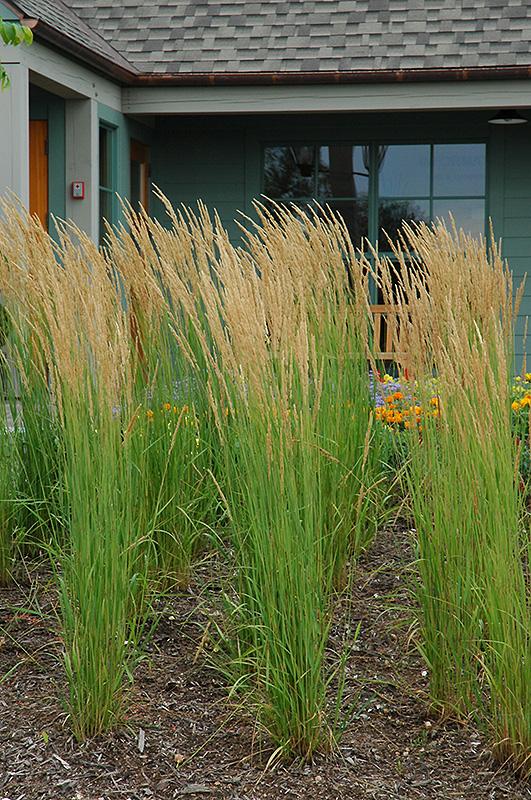 Feather Reed Grass 'Karl Foerster' Grasses Plants & Flowers N...