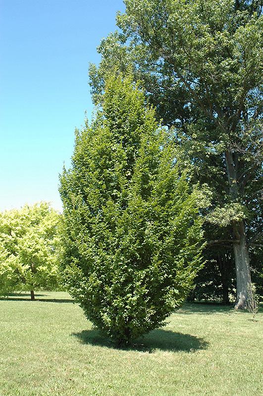 Fastigiate Evergreen Hornbeam, Columnar 'Fastigiata' | Shade Trees | Trees | Plants & F...