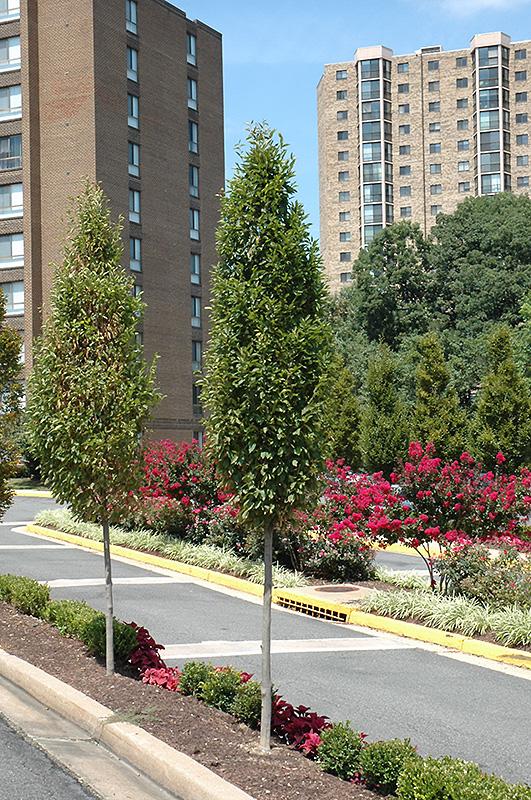 Fastigiate Evergreen Hornbeam, Columnar 'Fastigiata' | Shade Trees | Trees | Plants & F...