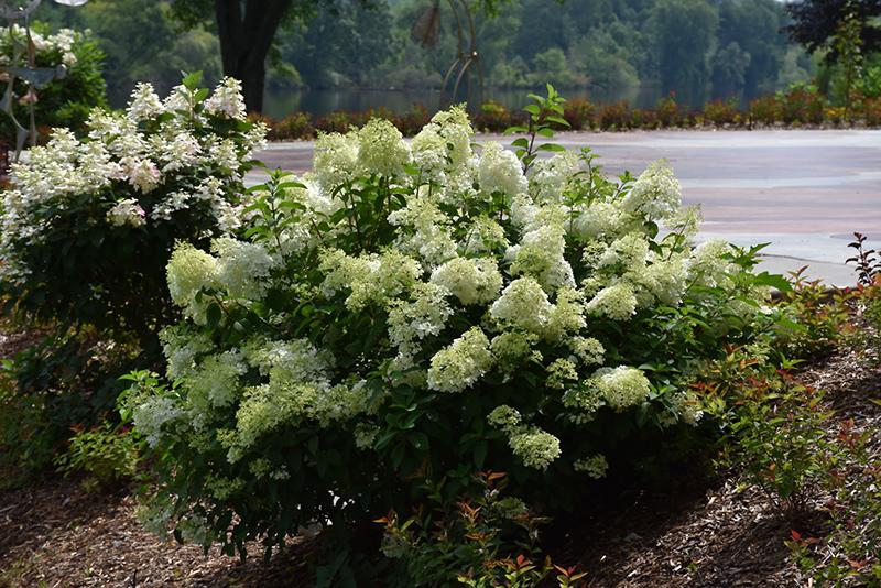 Hydrangea 'Little Lime' | Deciduous Shrubs | Shrubs ...