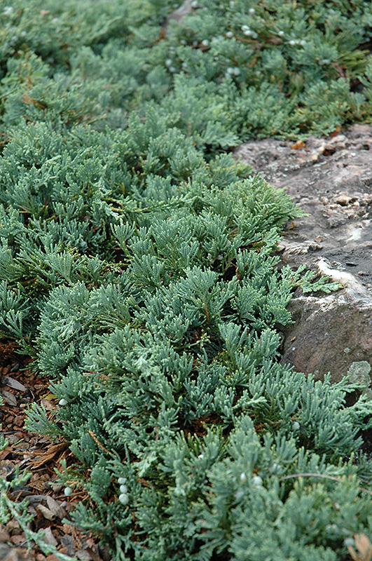 Juniper 'Blue Rug' Evergreen Shrubs Shrubs Plants & Flowers