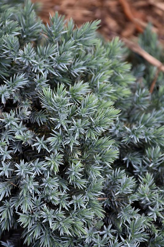 Juniper 'Blue Star' | Evergreen Shrubs | Shrubs | Plants & Flowers ...