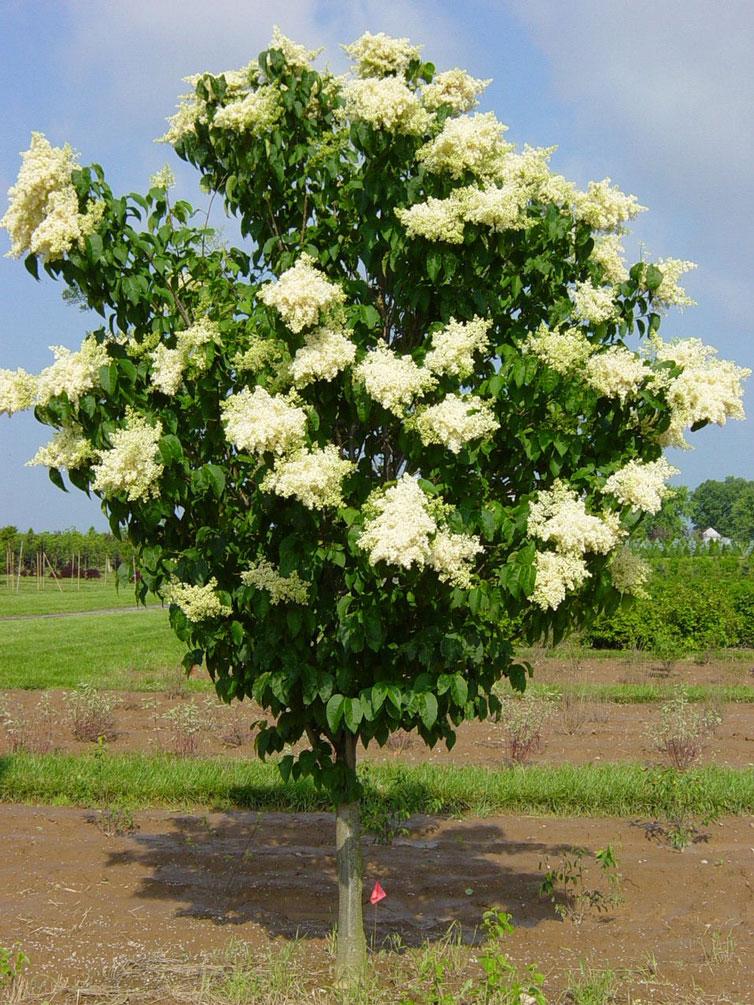 Lilac Tree 'Ivory Silk' | Ornamental Trees | Trees | Plants & Flowers ...