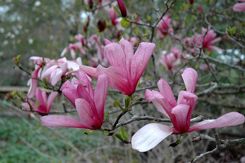 Magnolia 'Galaxy' | Ornamental Trees | Trees | Plants & Flowers