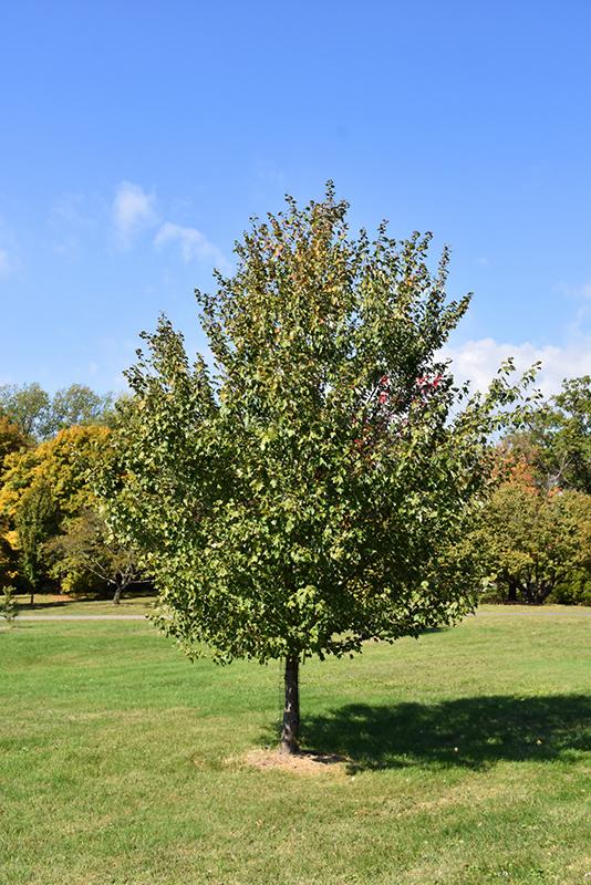 Red Pyramidal Maple Maple, Red 'Red Sunset' | Shade Trees | Trees | Plants & Flowers