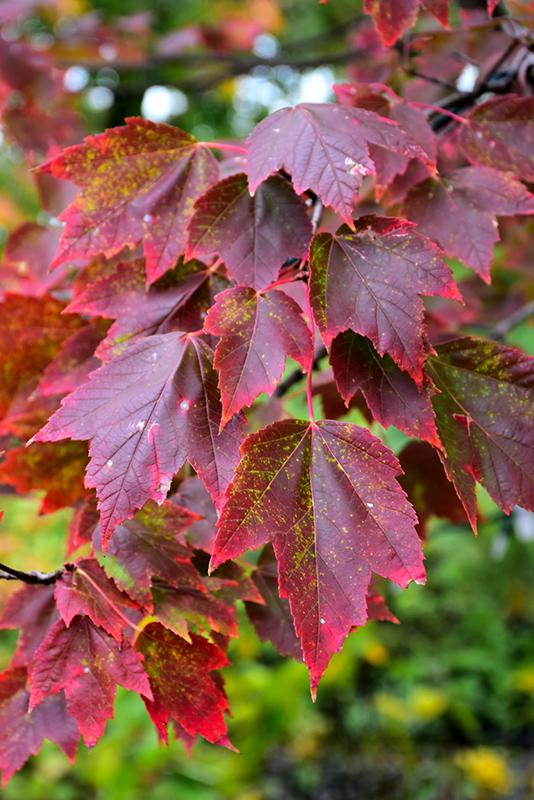 Maple, Red 'Red Sunset' Shade Trees Trees Plants & Flowers