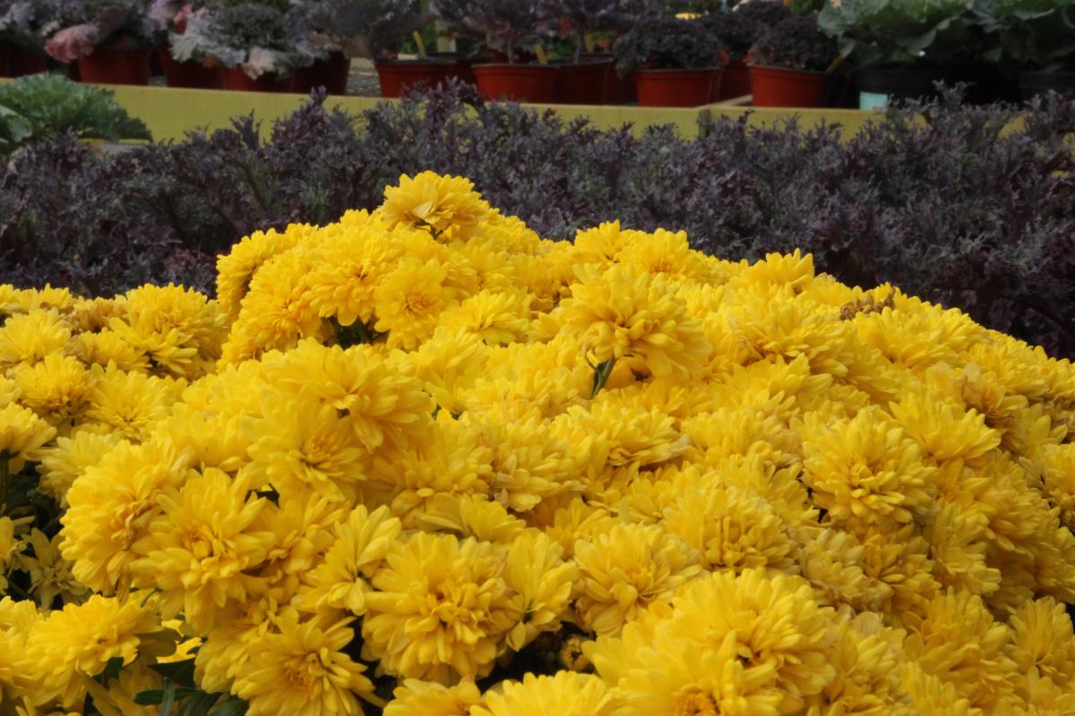 Mums | Fall Decor | Plants & Flowers | Niemeyer's Landscape Supply...