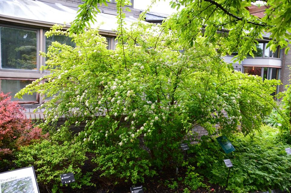 Home Depot 50 Off Trees And Shrubs / Meader Kiwi Plant | Shrubs & Trees ...
