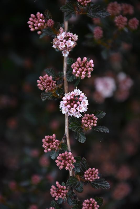 Ninebark 'Little Devil' Deciduous Shrubs Shrubs Plants & Flow...