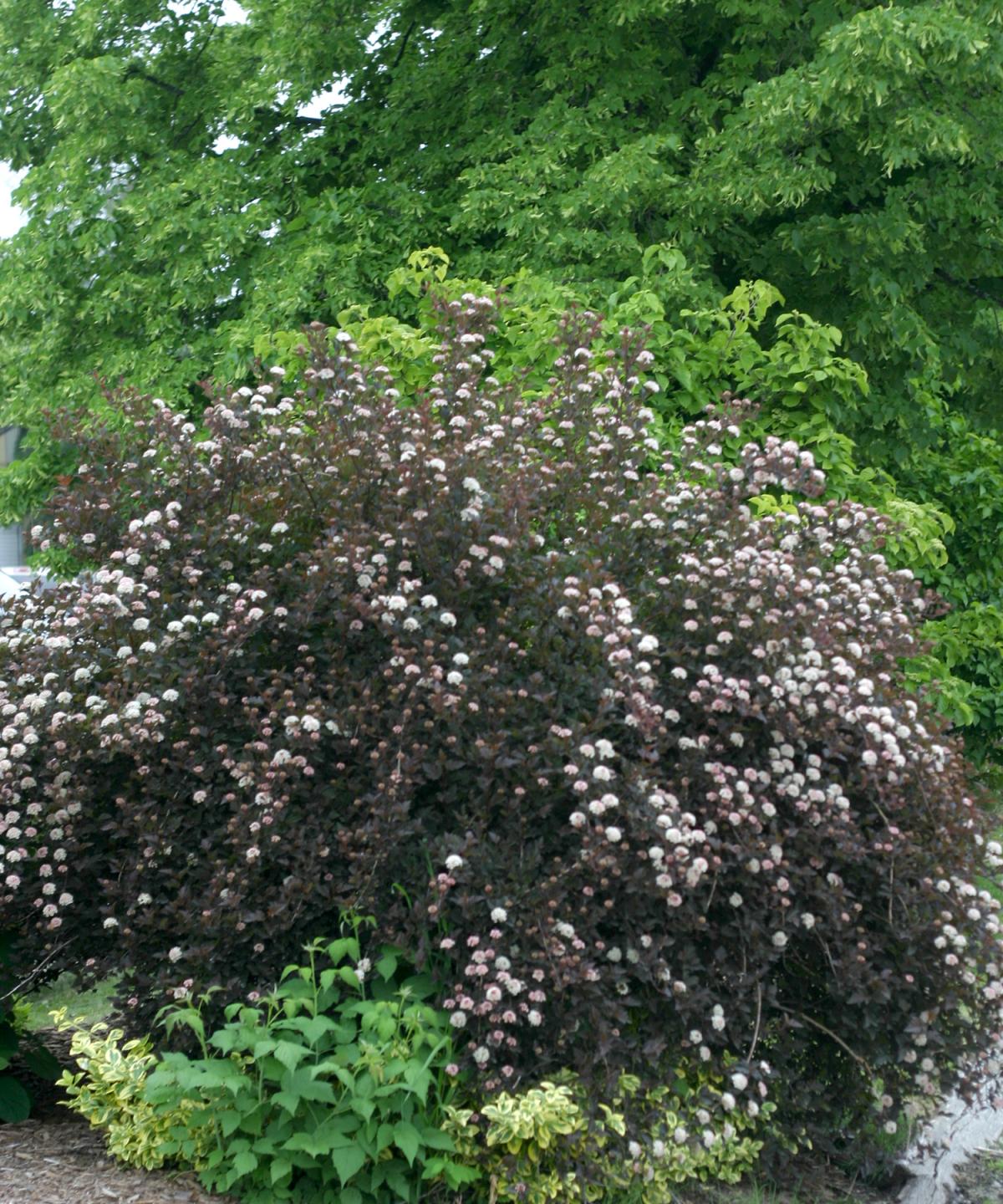 Ninebark 'Summer Wine Black' Deciduous Shrubs Shrubs Plants