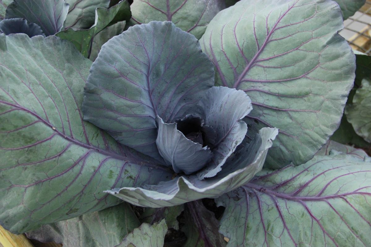 Ornamental Cabbage & Kale  Fall Decor  Plants & Flowers  Niemey
