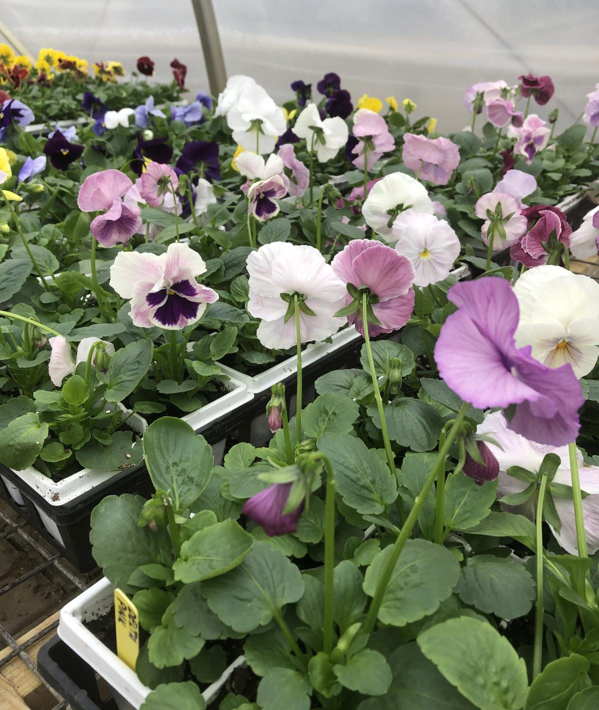 Pansy 6Pack Spring Annuals Annuals Plants & Flowers Niemey...