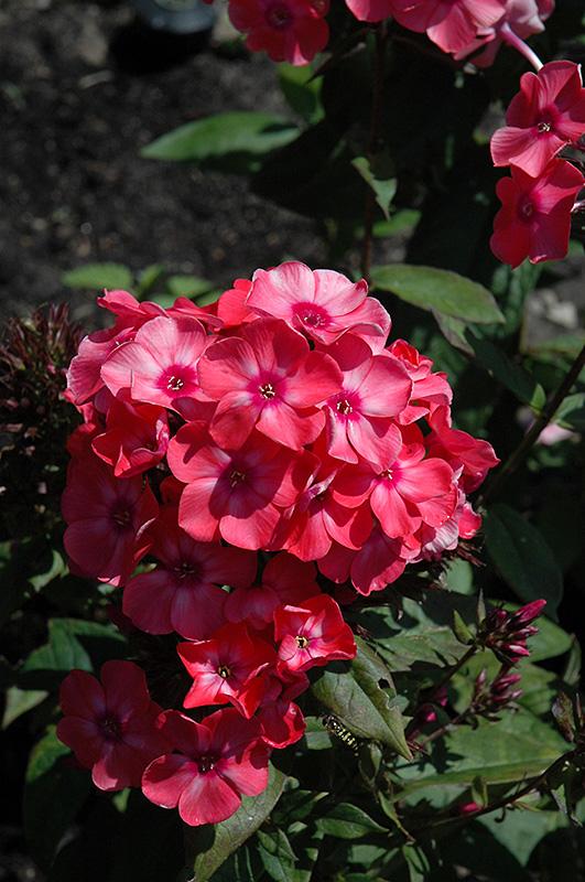 Phlox 'Glamour Girl' | Sun Perennials | Perennials | Plants & Flowe...