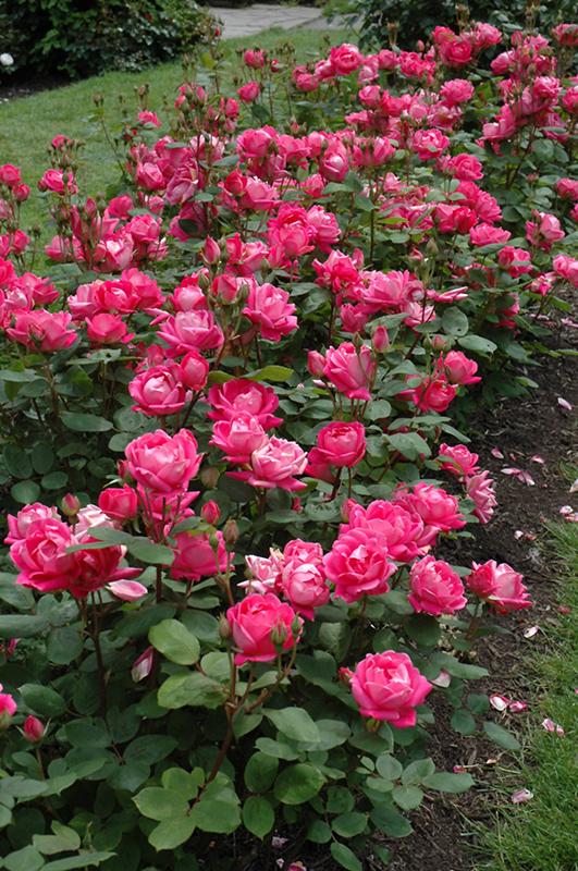 Rose 'Double Knockout' Deciduous Shrubs Shrubs Plants & Flowe...