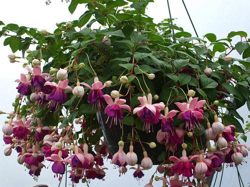 Shade Hanging Baskets | Hanging Baskets | Annuals | Plants & Flower...