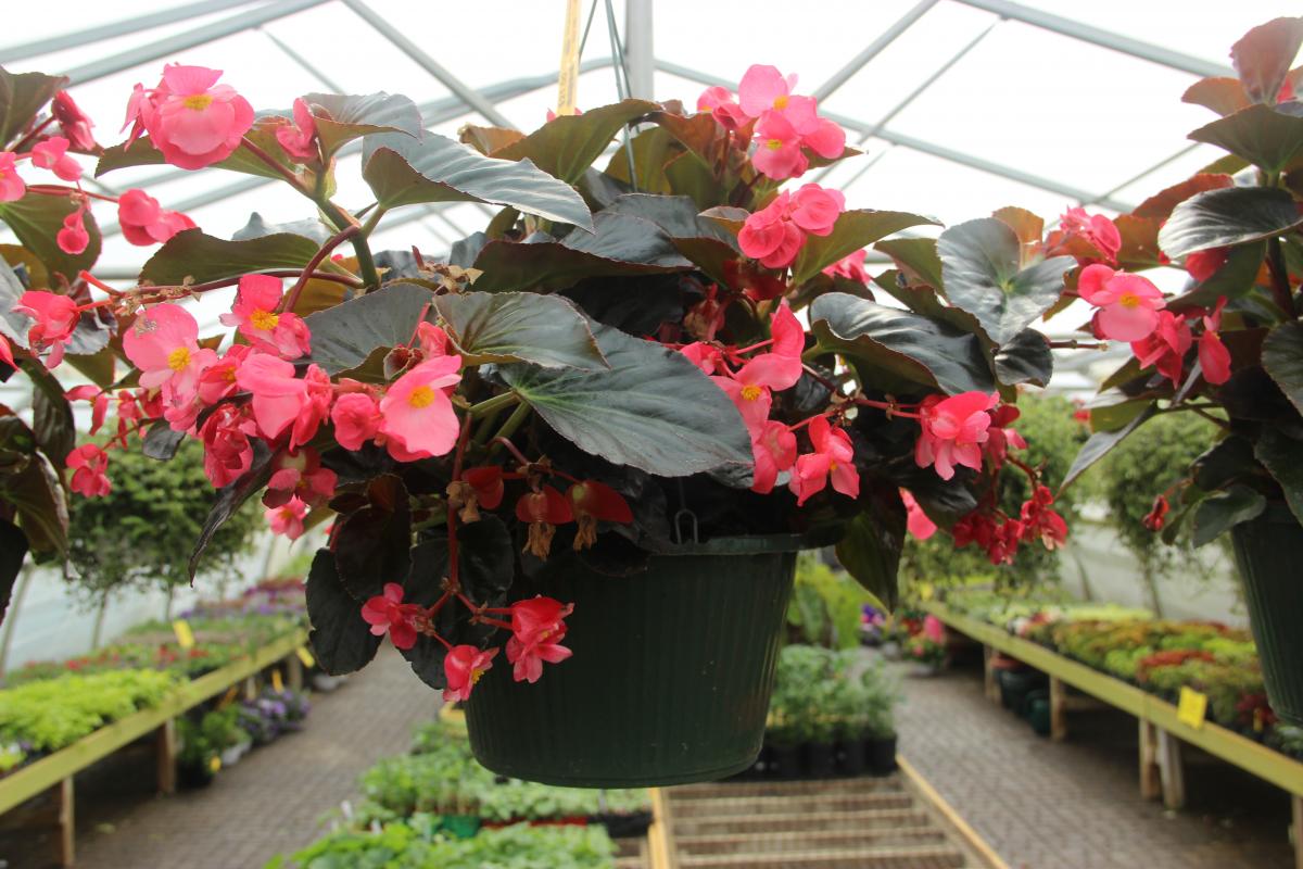 Shade Hanging Baskets Hanging Baskets Annuals Plants & Flower...