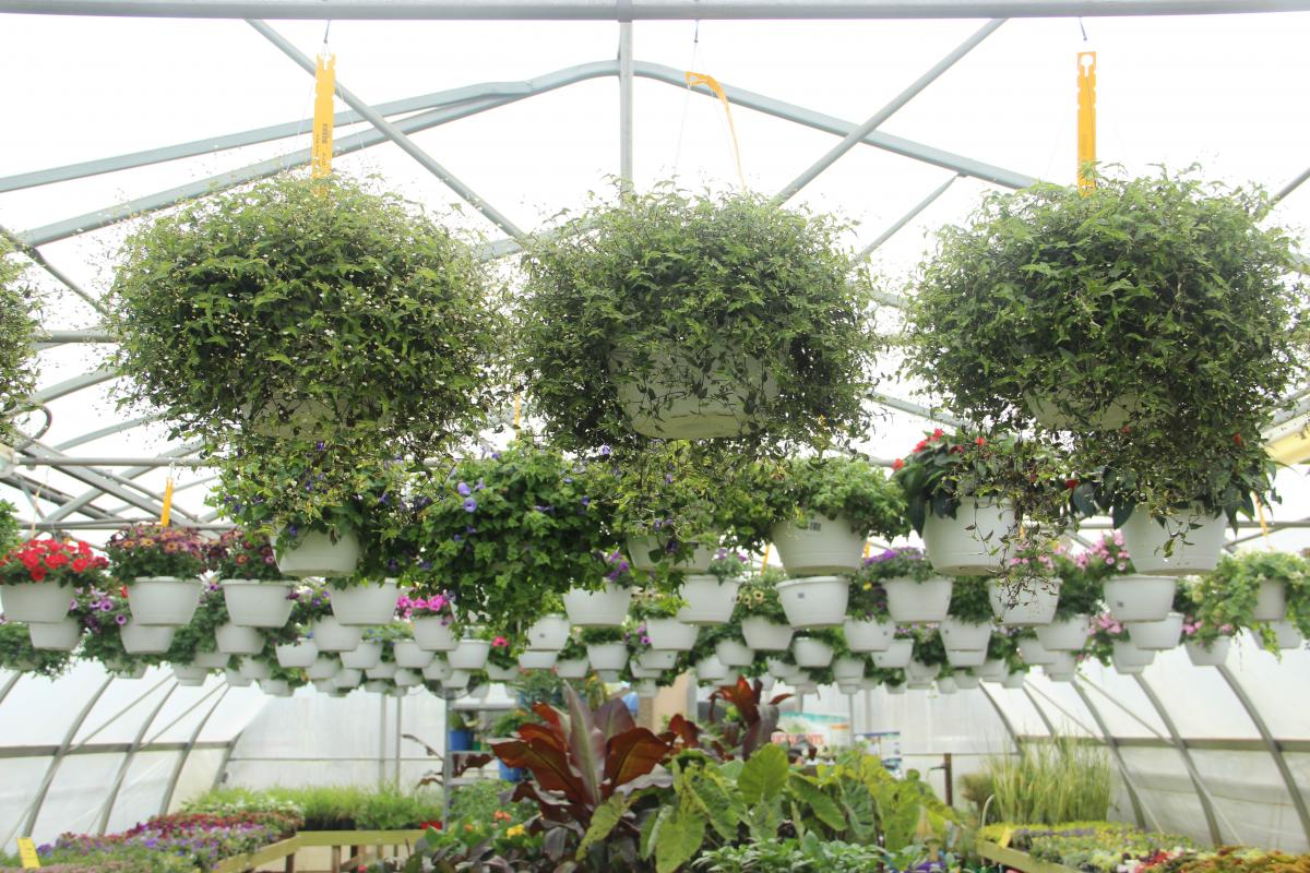 Shade Hanging Baskets | Hanging Baskets | Annuals | Plants & Flower...