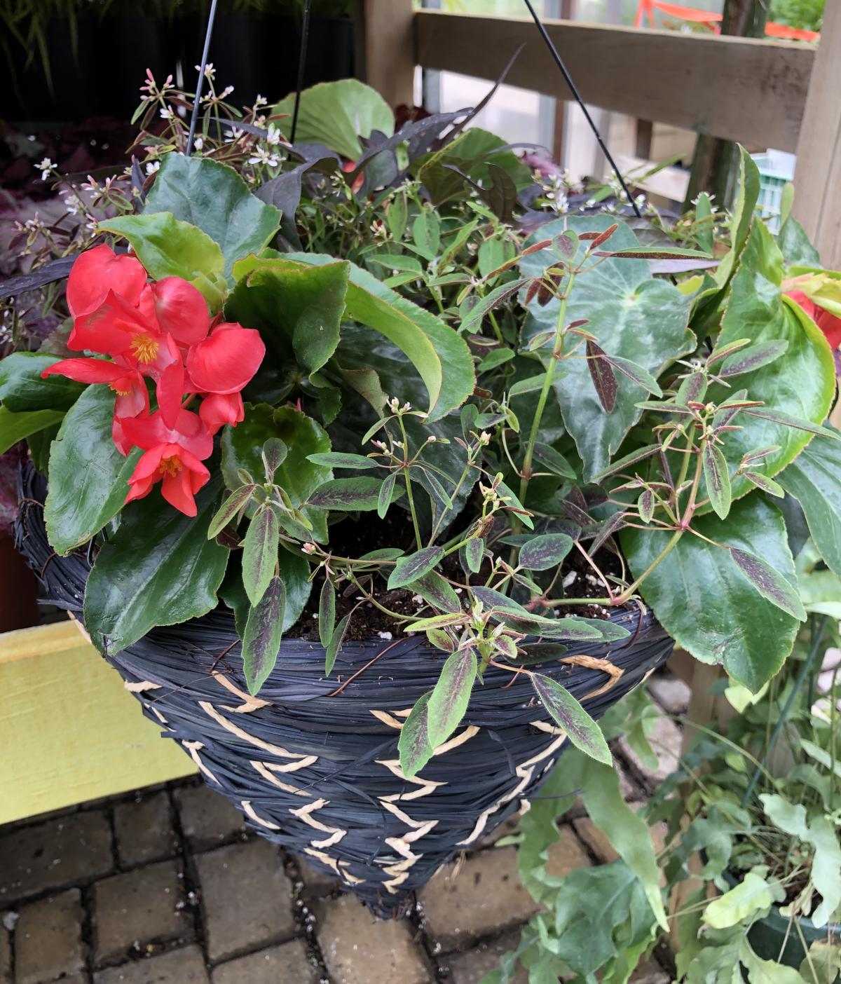 Shade Hanging Baskets Hanging Baskets Annuals Plants & Flower...