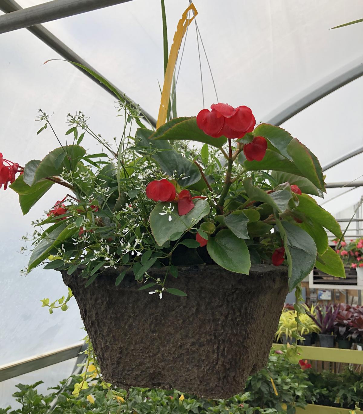 Shade Hanging Baskets Hanging Baskets Annuals Plants & Flower...