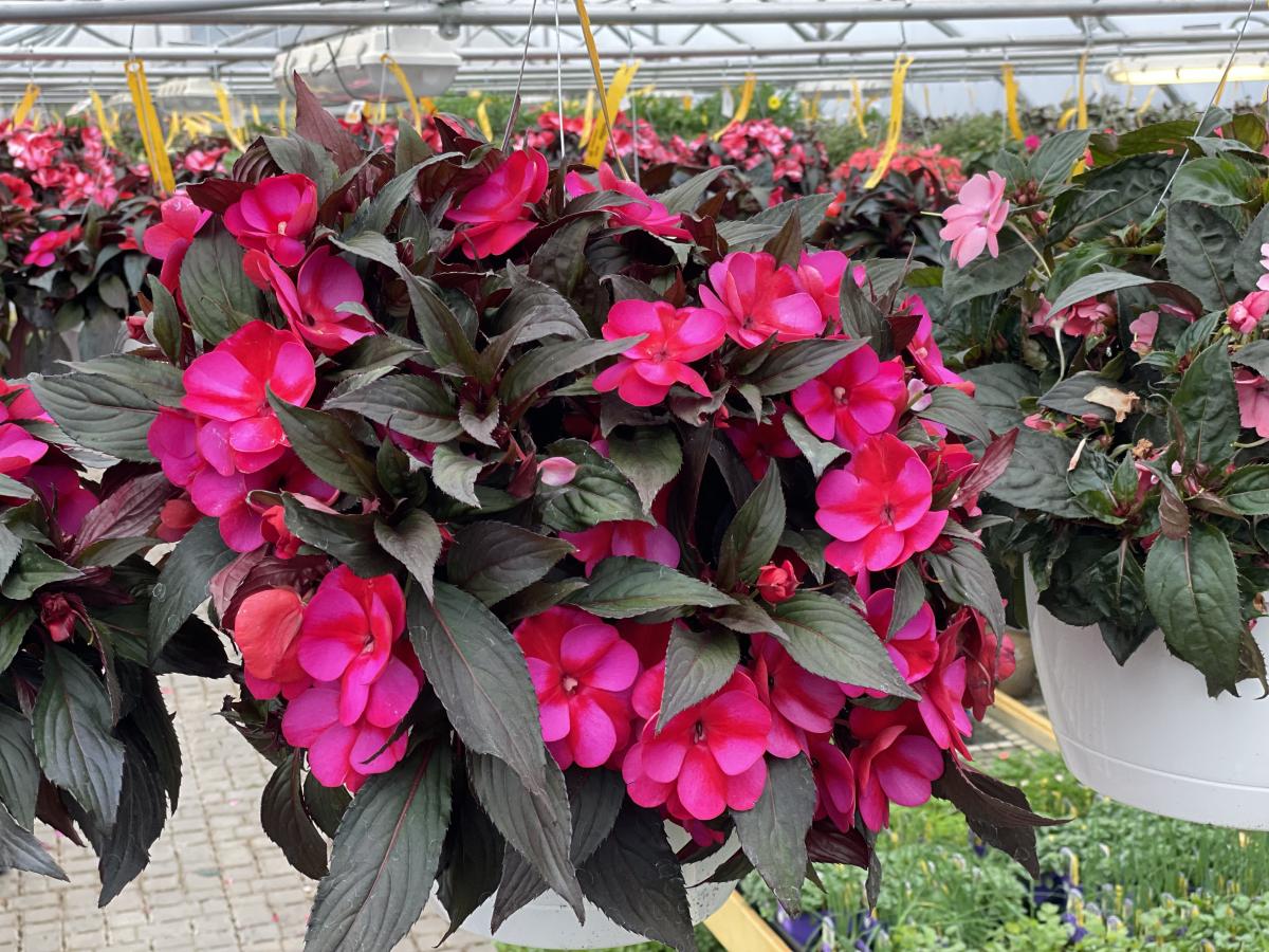 Shade Hanging Baskets Hanging Baskets Annuals Plants Flower