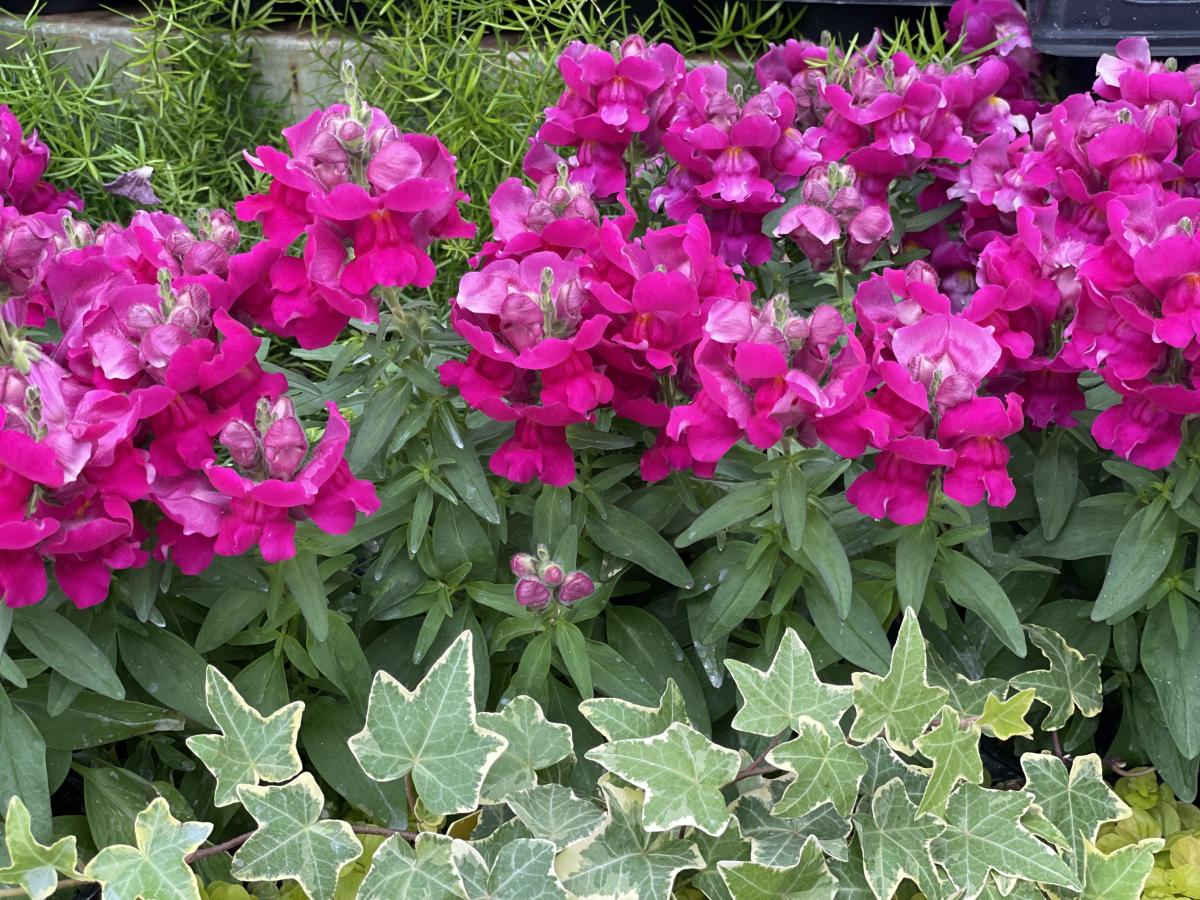 Spring Annuals Spring Annuals Annuals Plants & Flowers Niem...