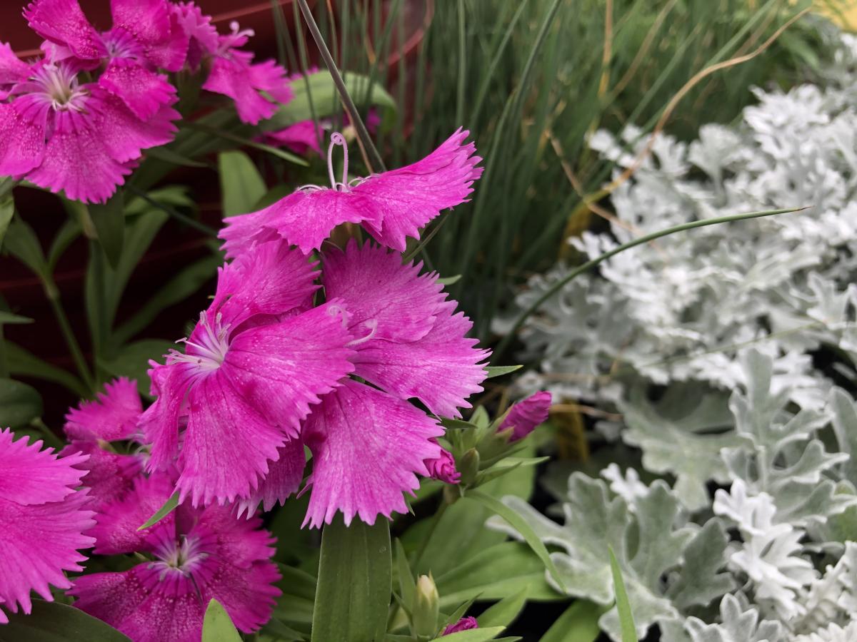 Spring Annuals Spring Annuals Annuals Plants & Flowers Niem...