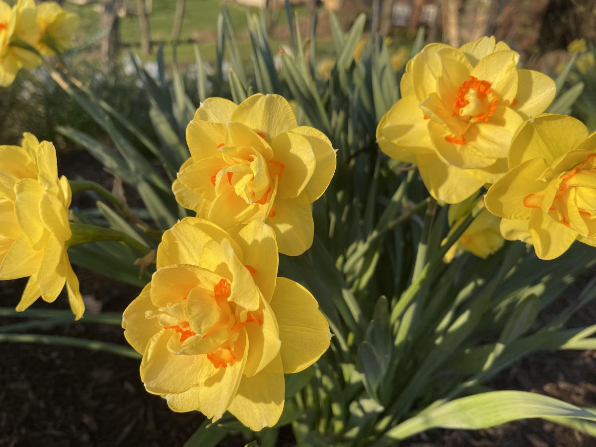 Spring flowering bulbs spring annuals annuals plants flower 
