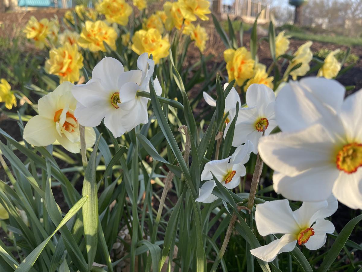 Spring Flowering Bulbs Spring Annuals Annuals Plants & Flower...