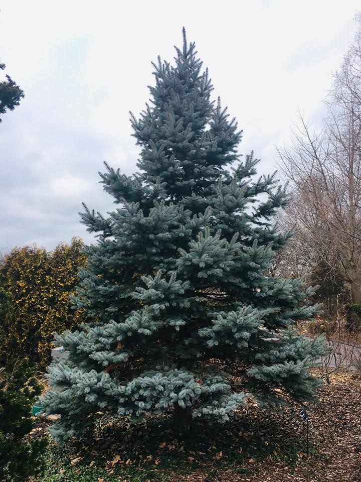 Spruce 'Fat Albert' Evergreens Trees Plants & Flowers Niem...
