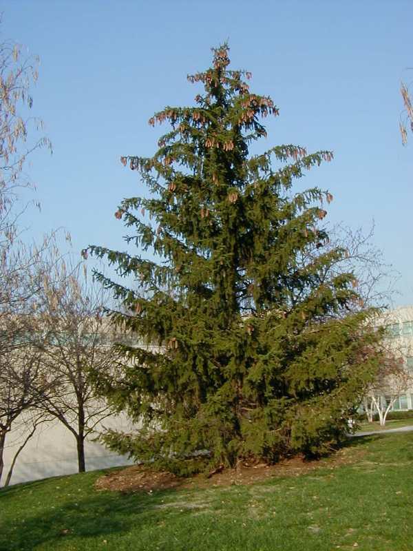Spruce Norway Evergreens Trees Plants & Flowers Niemeyer's...