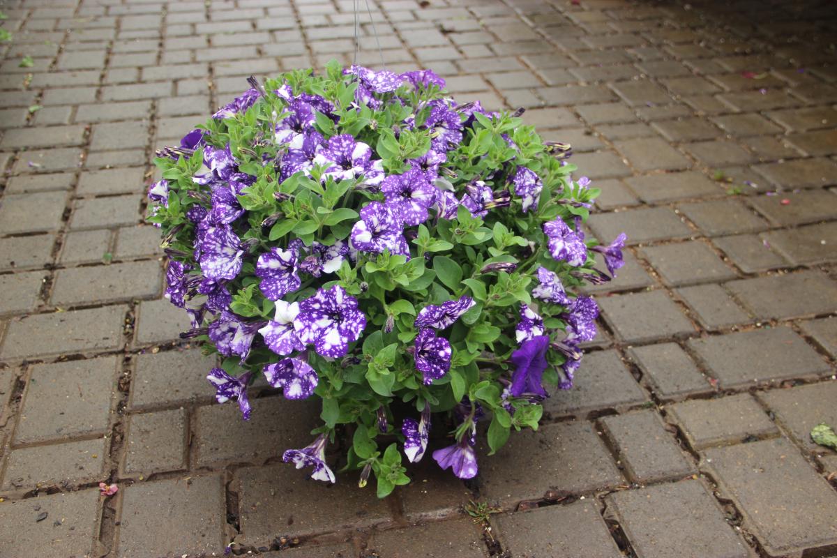 Sun Hanging Baskets Hanging Baskets Annuals Plants