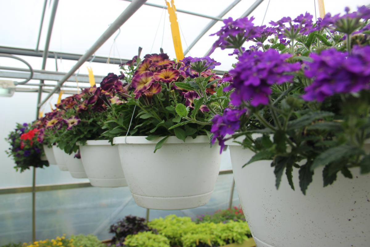 counter zed Best Flowers For Hanging Baskets Full Sun Top Hanging