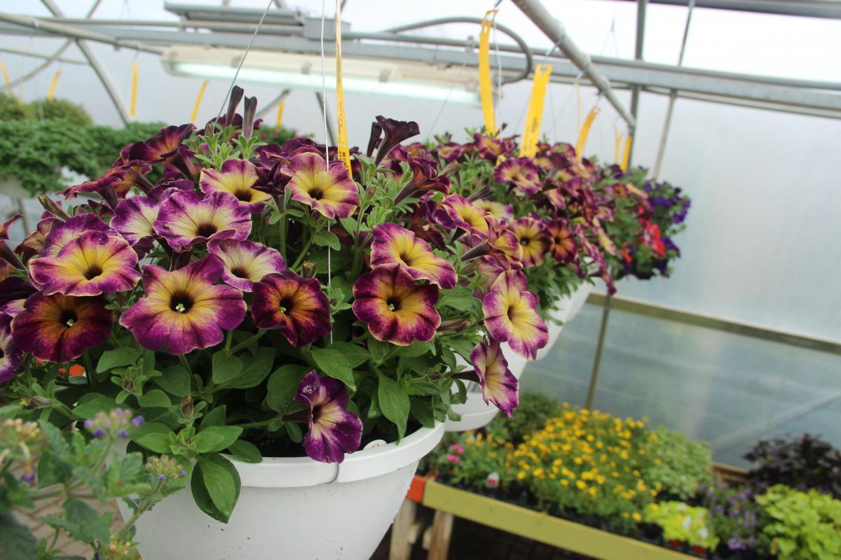 Sun Hanging Baskets Hanging Baskets Annuals Plants & Flowers