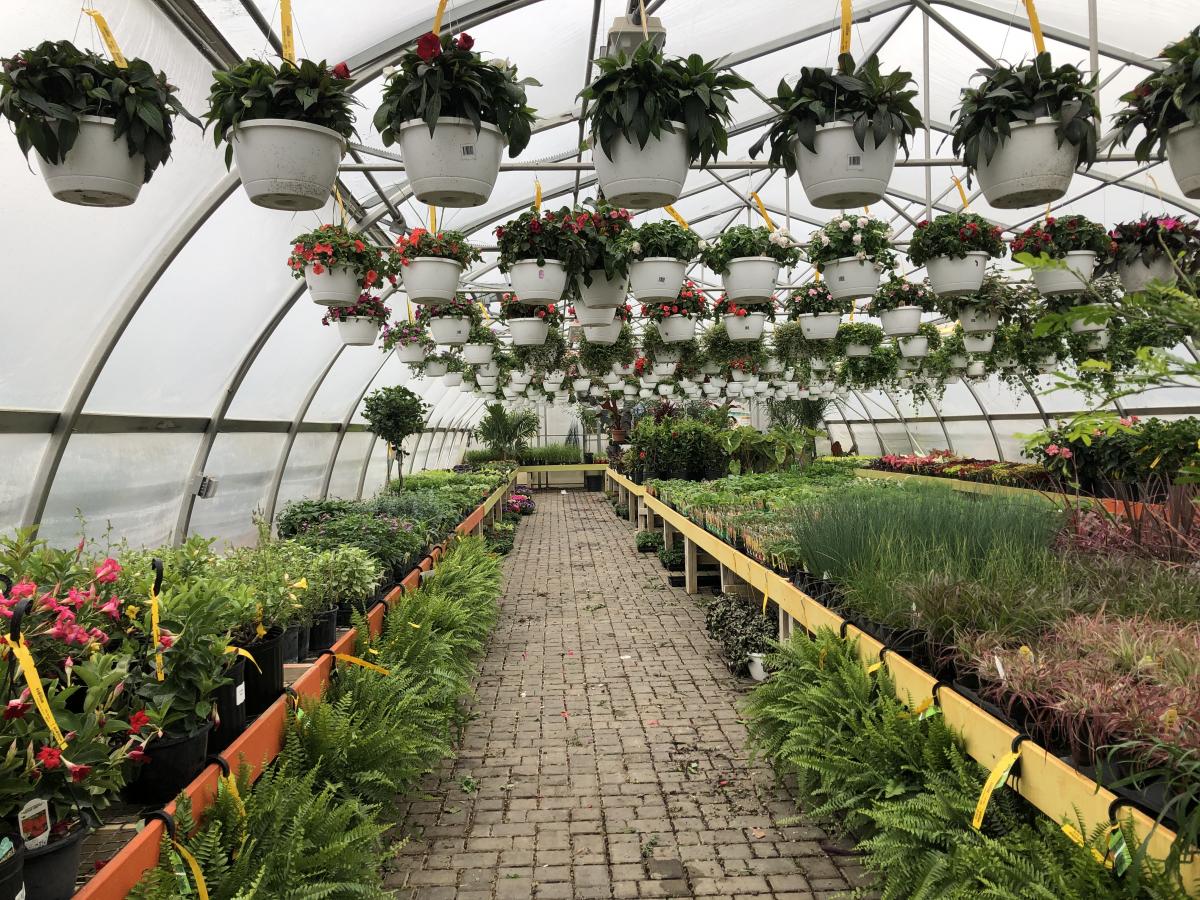 Sun Hanging Baskets Hanging Baskets Annuals Plants & Flowers