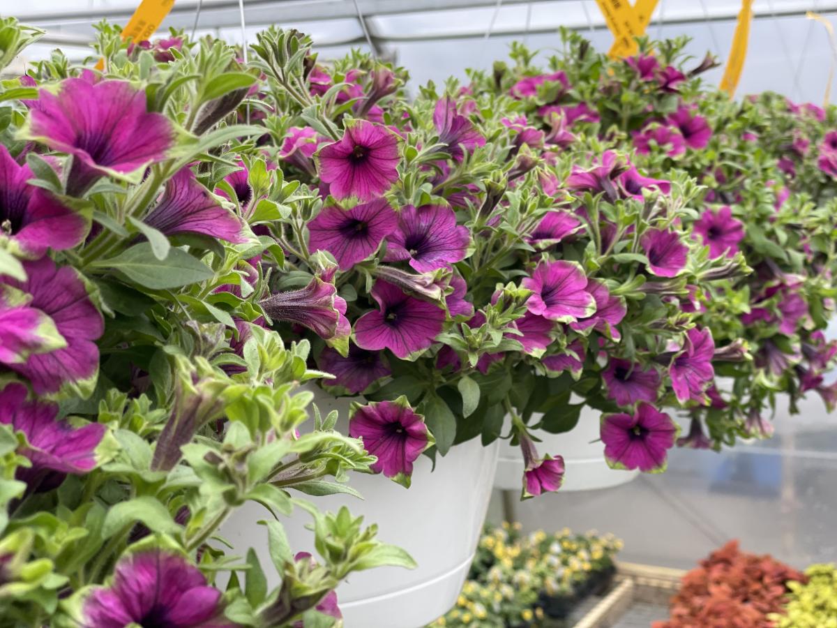 Sun Hanging Baskets Hanging Baskets Annuals Plants & Flowers