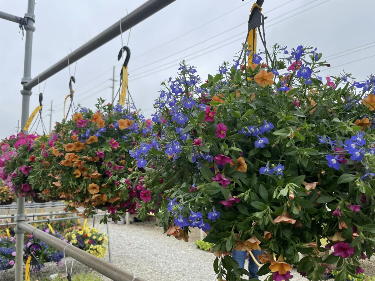 Sun Hanging Baskets Hanging Baskets Annuals Plants & Flowers