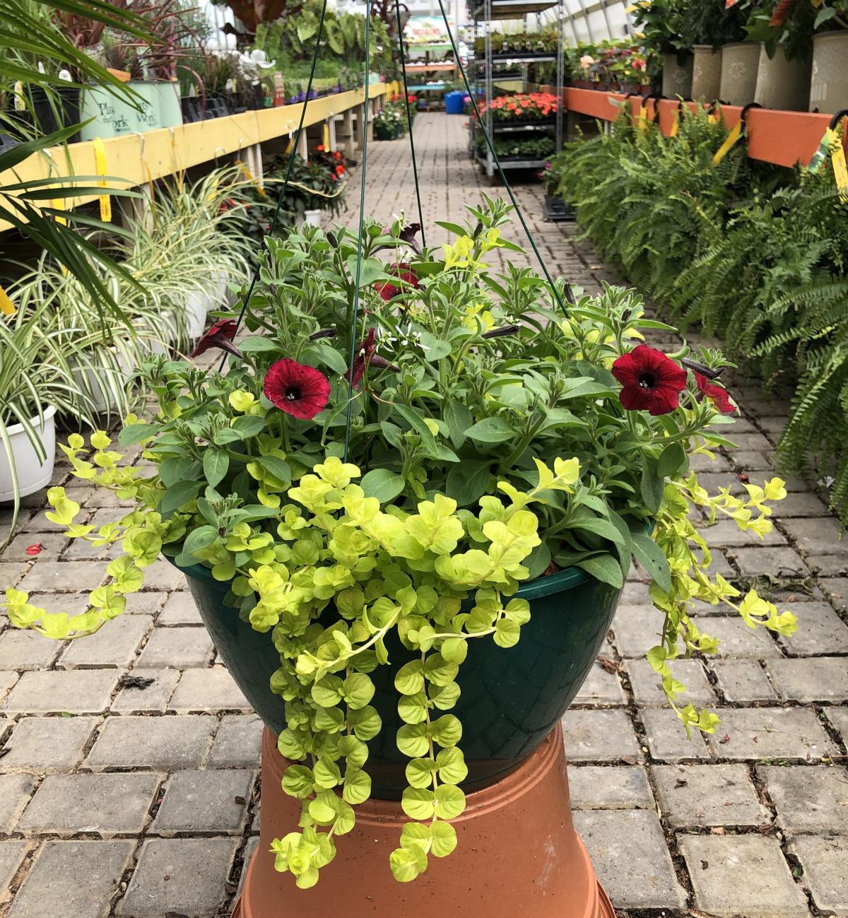 Sun Hanging Baskets Hanging Baskets Annuals Plants Flowers sun-hanging-baskets-hanging-baskets-annuals-plants-flowers