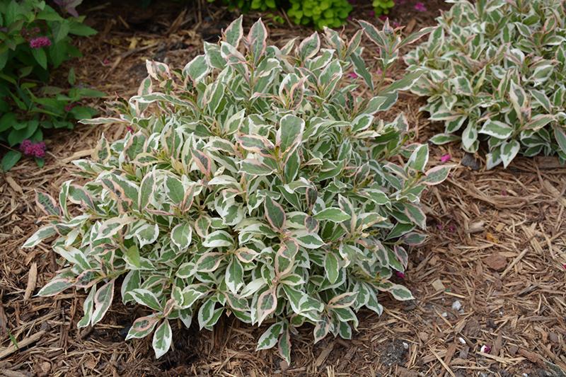 My shop monet weigela