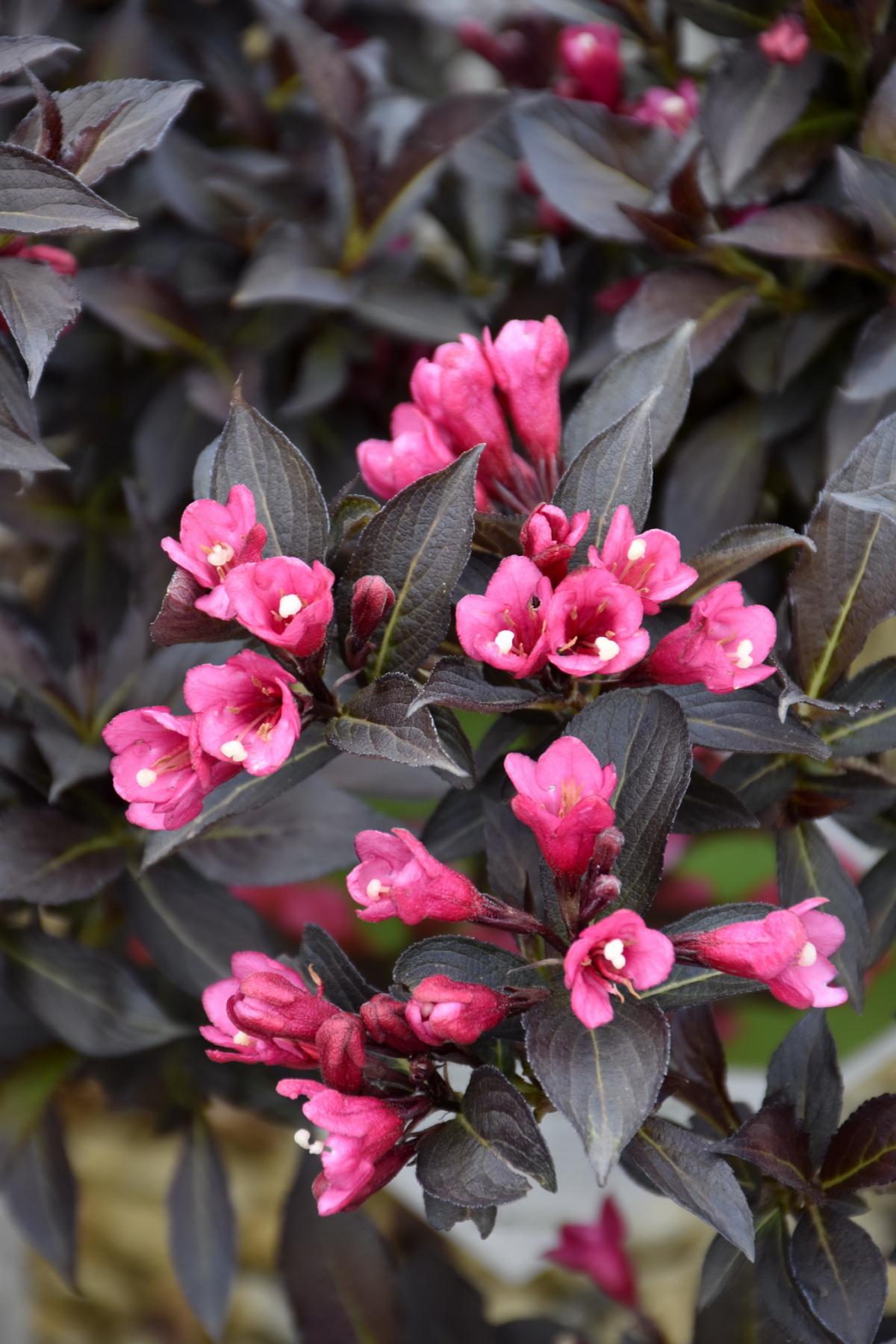 Weigela 'Spilled Wine' Deciduous Shrubs Shrubs Plants & Flowe...
